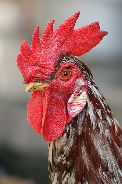 Thinking about Herby, my Rooster, during Lent