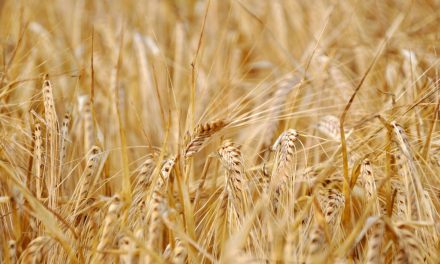 Of Wheat and Weeds